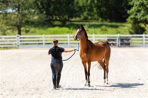 Train Adult Horse .